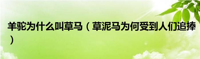 羊驼为什么叫草马(草泥马为何受到人们追捧)