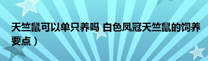 天竺鼠可以单只养吗 白色凤冠天竺鼠的饲养要点)