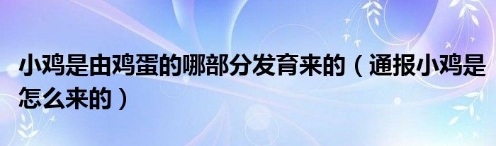 小鸡是由鸡蛋的哪部分发育来的(通报小鸡是怎么来的)