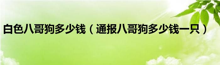 白色八哥狗多少钱(通报八哥狗多少钱一只)
