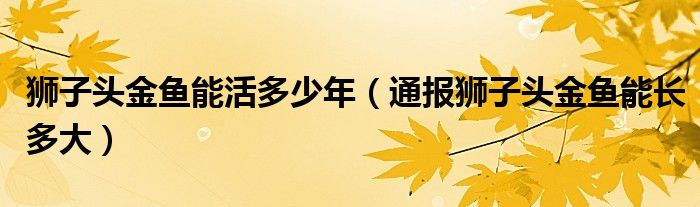 狮子头金鱼能活多少年（通报狮子头金鱼能长多大）
