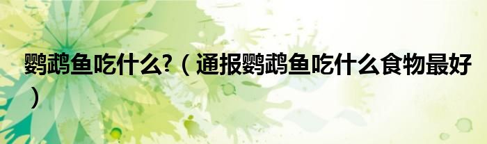 鹦鹉鱼吃什么?(通报鹦鹉鱼吃什么食物最好)