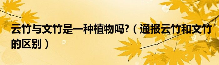 云竹与文竹是一种植物吗?(通报云竹和文竹的区别)