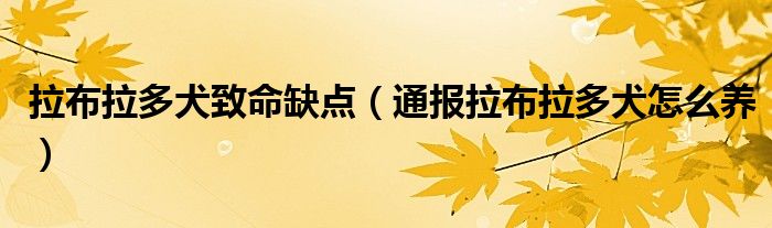 拉布拉多犬致命缺点(通报拉布拉多犬怎么养)