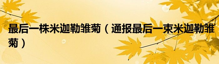 最后一株米迦勒雏菊(通报最后一束米迦勒雏菊)