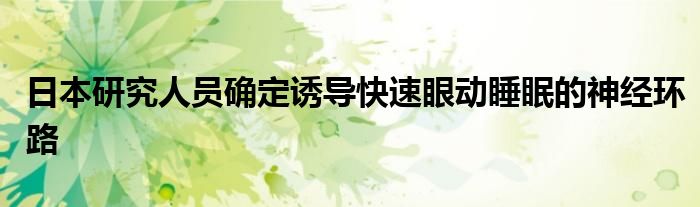 日本研究人员确定诱导快速眼动睡眠的神经环路