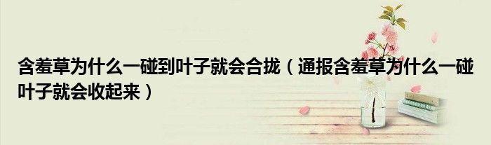 含羞草为什么一碰到叶子就会合拢(通报含羞草为什么一碰叶子就会收起来)
