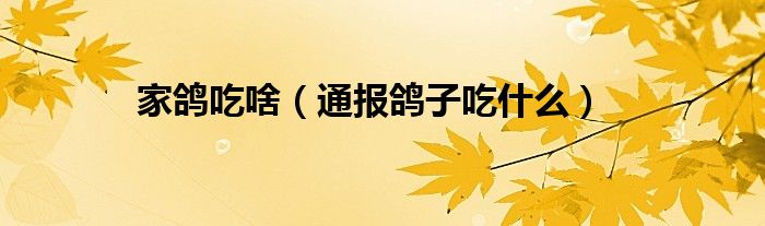 家鸽吃啥(通报鸽子吃什么)