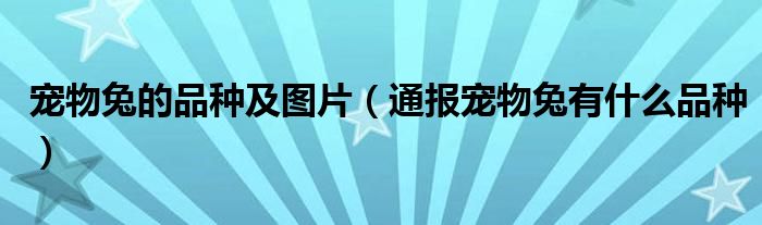 宠物兔的品种及图片(通报宠物兔有什么品种)